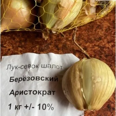 berezovskiy-aristokrat-4-222359