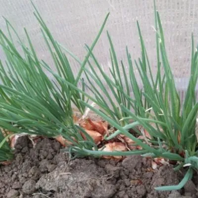 berezovskiy-aristokrat-5-222359