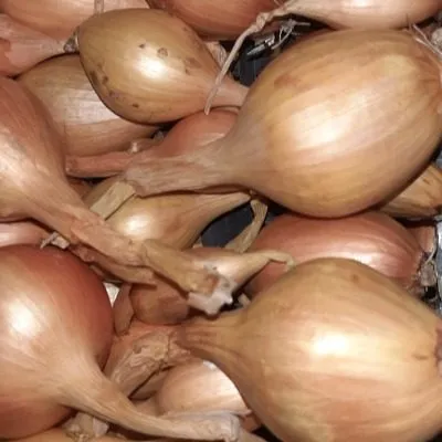 berezovskiy-aristokrat-6-222359