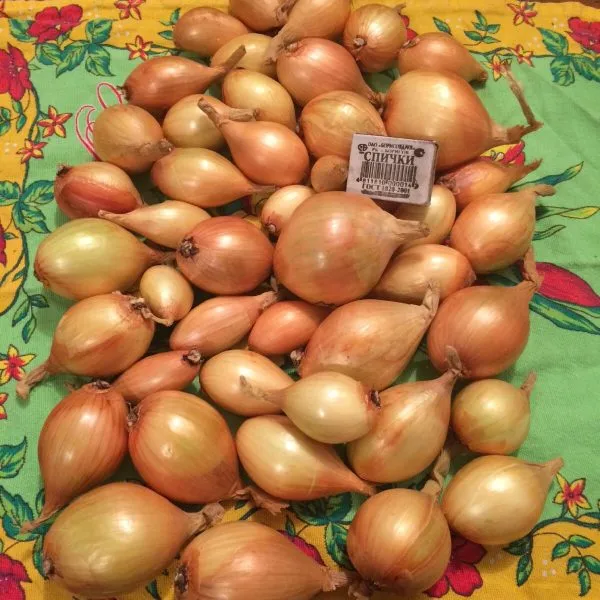 berezovskiy-aristokrat-main-222359