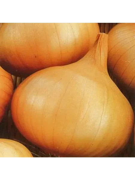 bessonovskiy-mestnyy-2-223596