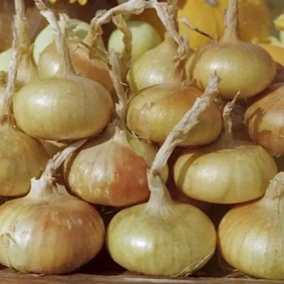 bessonovskiy-mestnyy-7-223596