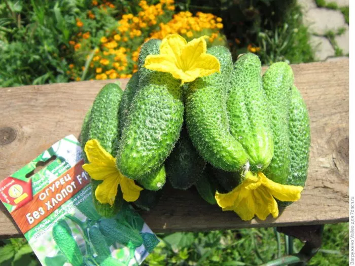 bez-hlopot-main-207101