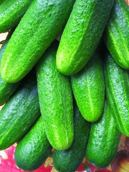 bidretta-main-204059