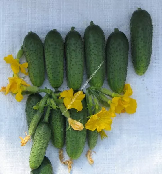 bogatyrskaya-sila-3-203847