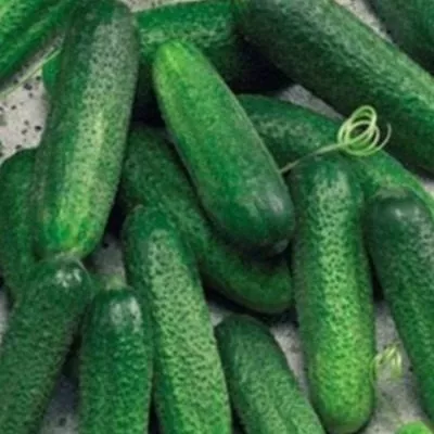 bogatyrskaya-sila-5-203847