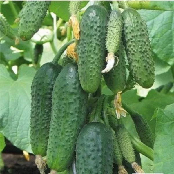 bogatyrskaya-sila-main-203847