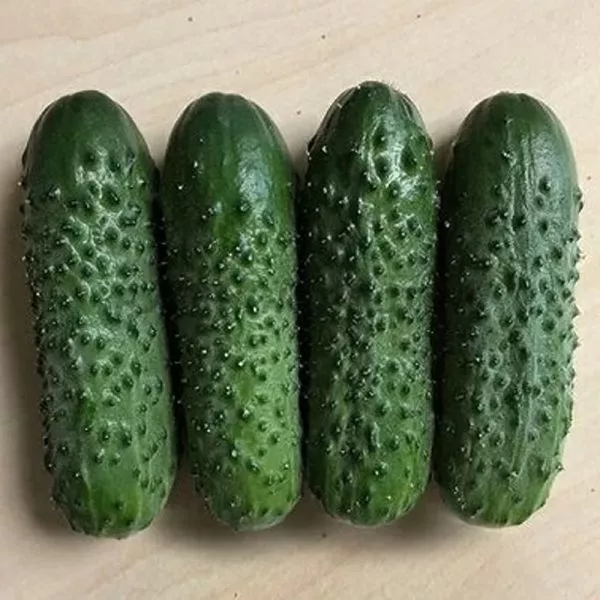 brandino-main-202108