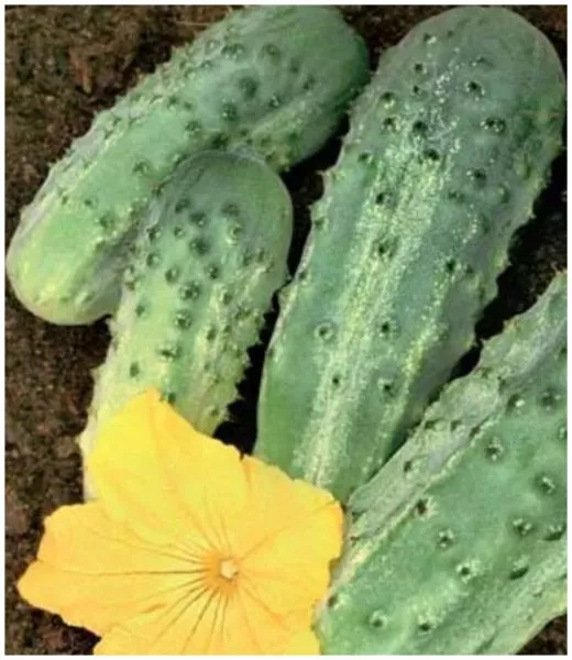 brigadir-main-203042