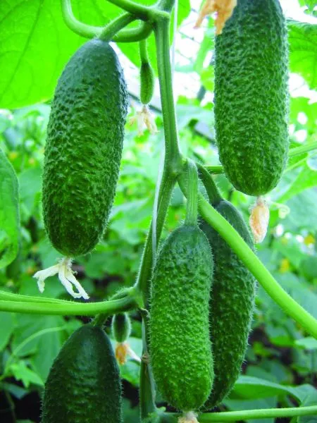 cheboksarets-main-202414