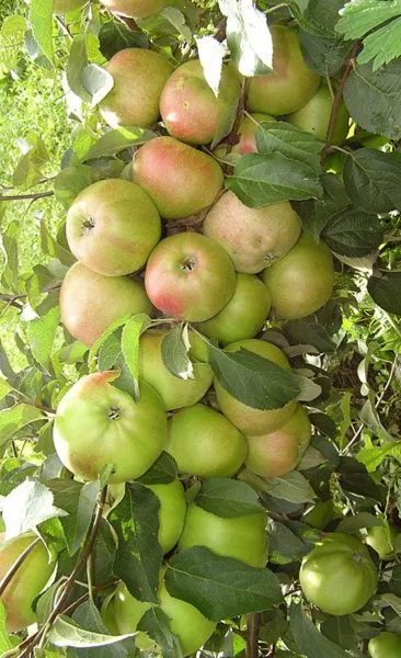 cheburashka-1-219893