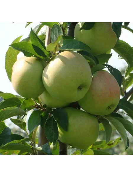 cheburashka-3-219893