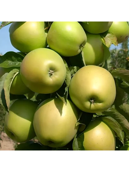 cheburashka-main-219893