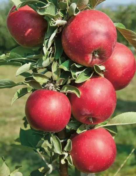 chervonets-main-218208