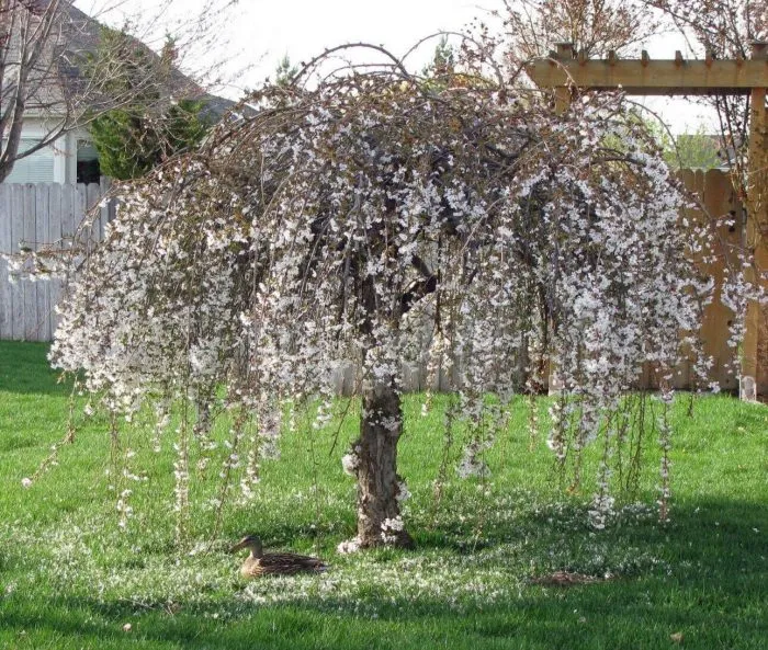 chils-viping-3-219860