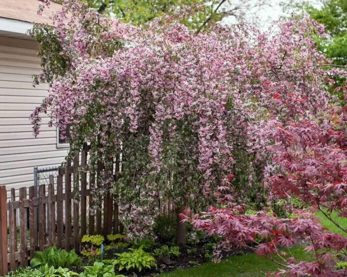 chils-viping-4-219860