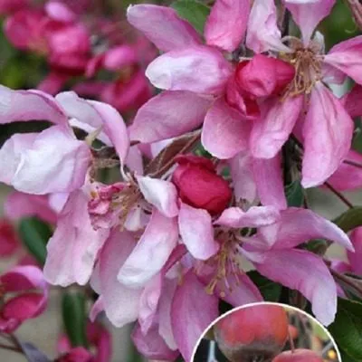 chils-viping-5-219860