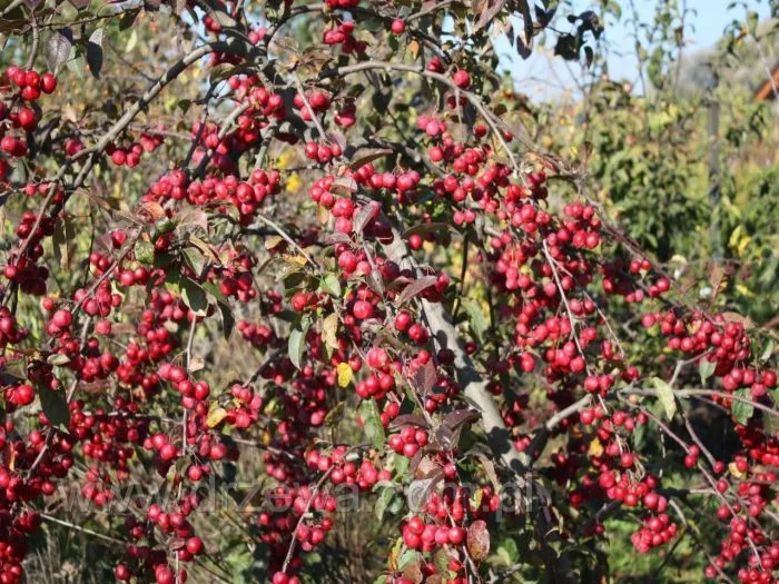 chils-viping-main-219860