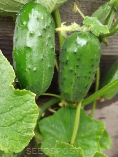 chudo-karapuz-3-202865