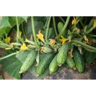 chudo-karapuz-4-202865