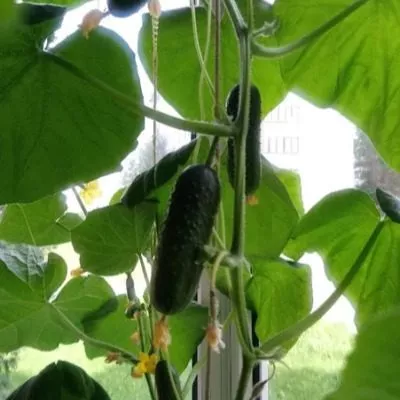 chudo-karapuz-5-202865