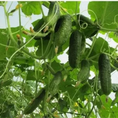 chudo-karapuz-7-202865