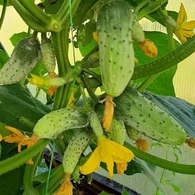 chudo-karapuz-8-202865