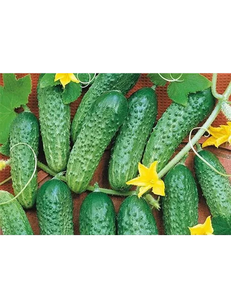 chudo-karapuz-main-202865