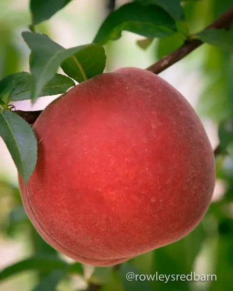 daymond-printsess-2-224316