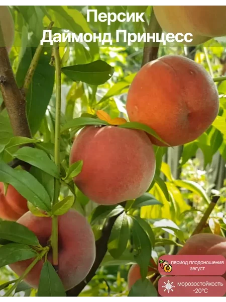 daymond-printsess-3-224316