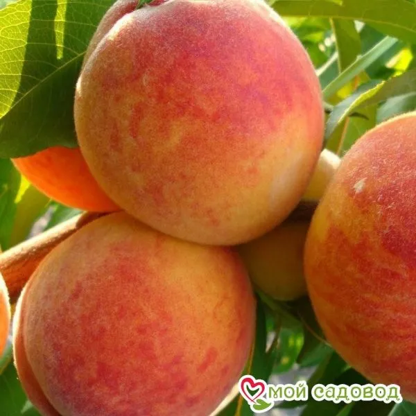 daymond-printsess-4-224316