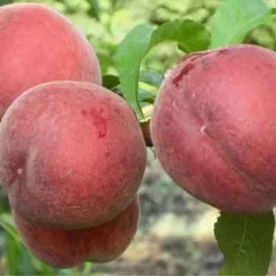 daymond-printsess-5-224316