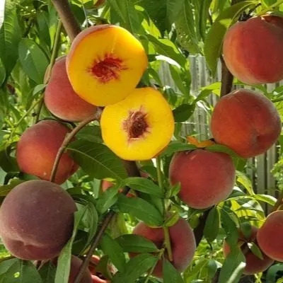 daymond-printsess-6-224316