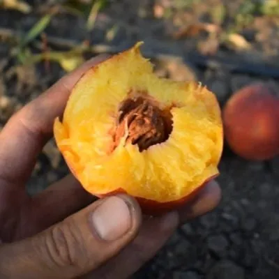 daymond-printsess-7-224316