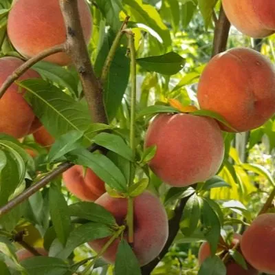 daymond-printsess-8-224316