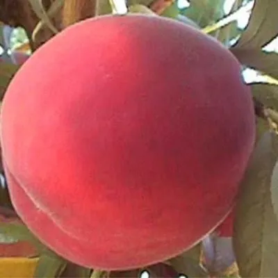 daymond-printsess-9-224316