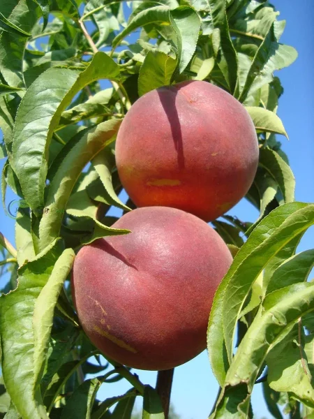 daymond-printsess-main-224316