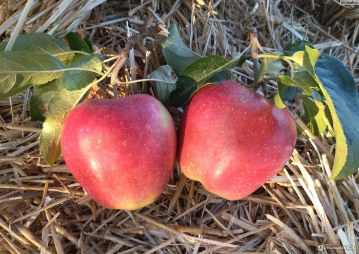 delishes-prevoshodnoe-4-219881