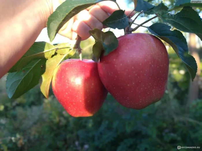 delishes-prevoshodnoe-5-219881