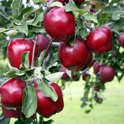 delishes-prevoshodnoe-8-219881