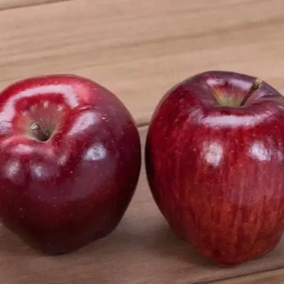 delishes-prevoshodnoe-9-219881