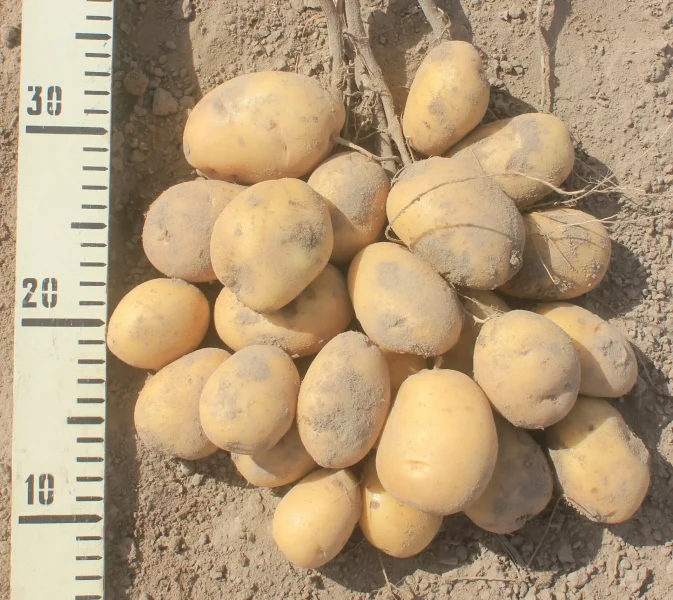 desyatka-main-211980