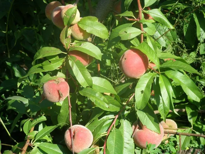 dneprovskiy-1-224079