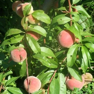 dneprovskiy-4-224079