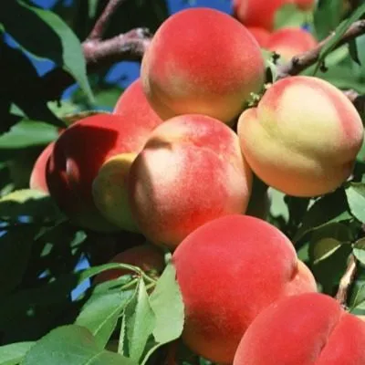 dneprovskiy-main-224079