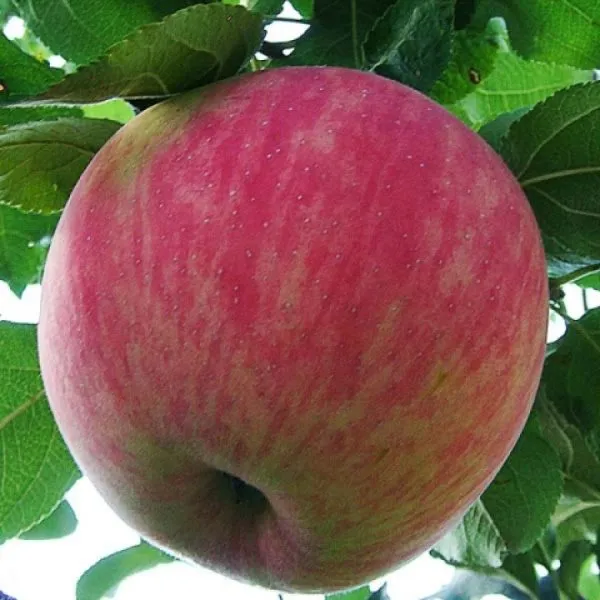 doch-melby-main-218163