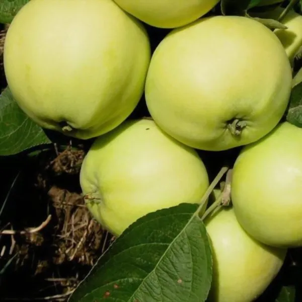 doch-papirovki-1-212787