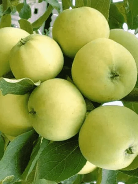 doch-papirovki-2-212787