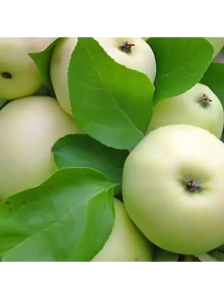 doch-papirovki-3-212787