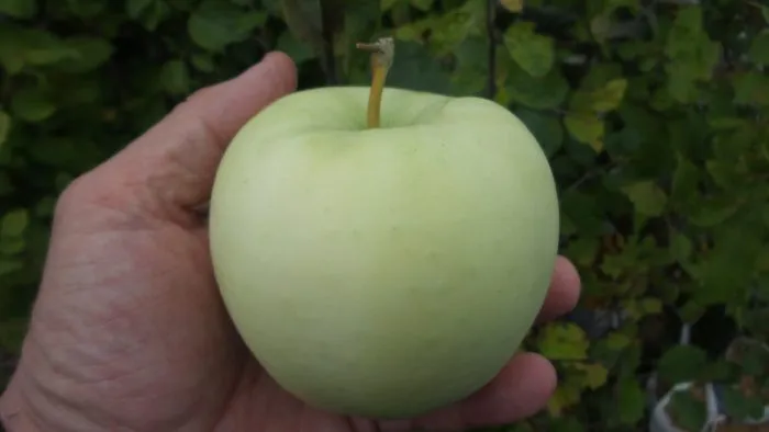 doch-papirovki-5-212787